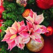 ヒメ日記 2025/12/06 09:19 投稿 かな エディーズ