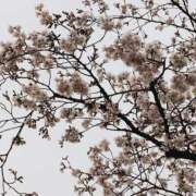 ヒメ日記 2026/03/23 10:06 投稿 かな エディーズ