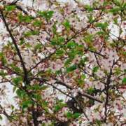 ヒメ日記 2026/04/04 09:50 投稿 かな エディーズ