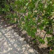 ヒメ日記 2026/09/14 09:28 投稿 かな エディーズ