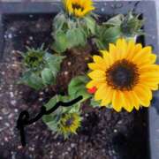 ヒメ日記 2025/04/24 17:26 投稿 れい エディーズ