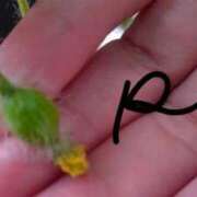 ヒメ日記 2025/05/29 10:16 投稿 れい エディーズ