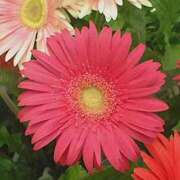 ヒメ日記 2025/10/07 07:46 投稿 れい エディーズ