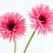 ヒメ日記 2025/10/22 07:36 投稿 れい エディーズ