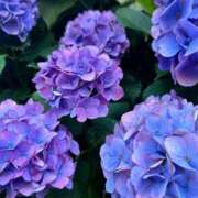 ヒメ日記 2025/06/17 17:43 投稿 ナオ ファーストレディー