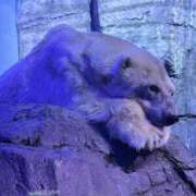 ヒメ日記 2025/06/30 11:45 投稿 ナオ ファーストレディー