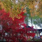 ヒメ日記 2025/11/28 17:24 投稿 ナオ ファーストレディー