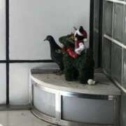 ヒメ日記 2025/01/20 17:57 投稿 れん ミセス大阪十三店