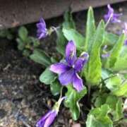 ヒメ日記 2025/03/22 17:16 投稿 れん ミセス大阪十三店