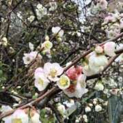 ヒメ日記 2025/04/01 09:53 投稿 れん ミセス大阪十三店