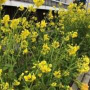 ヒメ日記 2025/04/01 18:15 投稿 れん ミセス大阪十三店