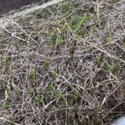 ヒメ日記 2025/04/03 09:38 投稿 れん ミセス大阪十三店