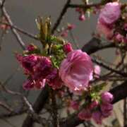 ヒメ日記 2025/04/07 09:40 投稿 れん ミセス大阪十三店