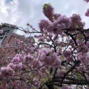 ヒメ日記 2025/04/12 19:44 投稿 れん ミセス大阪十三店