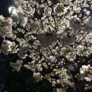 ヒメ日記 2025/04/14 09:38 投稿 れん ミセス大阪十三店