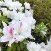 ヒメ日記 2025/04/30 09:42 投稿 れん ミセス大阪十三店