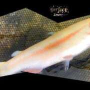 ヒメ日記 2025/05/07 09:51 投稿 れん ミセス大阪十三店