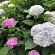 ヒメ日記 2025/06/03 10:11 投稿 れん ミセス大阪十三店