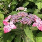 ヒメ日記 2025/06/23 09:51 投稿 れん ミセス大阪十三店