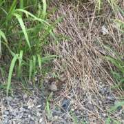 ヒメ日記 2025/06/24 09:40 投稿 れん ミセス大阪十三店