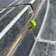 ヒメ日記 2025/07/31 20:12 投稿 れん ミセス大阪十三店