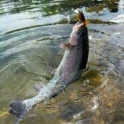 ヒメ日記 2025/08/18 09:54 投稿 れん ミセス大阪十三店