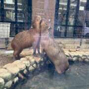 ヒメ日記 2025/10/20 19:19 投稿 れん ミセス大阪十三店