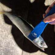 ヒメ日記 2025/12/03 09:55 投稿 れん ミセス大阪十三店