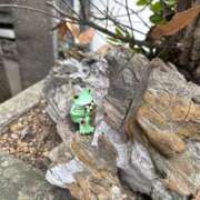 ヒメ日記 2026/01/27 18:46 投稿 れん ミセス大阪十三店