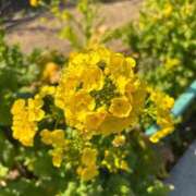 ヒメ日記 2026/02/14 09:47 投稿 れん ミセス大阪十三店