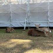 れん おはようございます ミセス大阪十三店