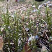 ヒメ日記 2026/03/16 09:27 投稿 れん ミセス大阪十三店