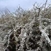 ヒメ日記 2026/03/16 18:17 投稿 れん ミセス大阪十三店