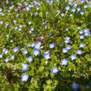 ヒメ日記 2026/03/23 18:18 投稿 れん ミセス大阪十三店