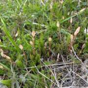 ヒメ日記 2026/03/25 20:45 投稿 れん ミセス大阪十三店