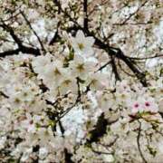 ヒメ日記 2026/04/03 09:56 投稿 れん ミセス大阪十三店