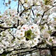 ヒメ日記 2026/04/13 09:53 投稿 れん ミセス大阪十三店