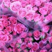 ヒメ日記 2025/02/04 18:17 投稿 あき されるがママ