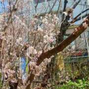 ヒメ日記 2025/03/22 11:58 投稿 あき されるがママ