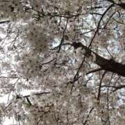 ヒメ日記 2026/03/22 12:29 投稿 あき されるがママ