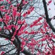 ヒメ日記 2025/03/25 20:05 投稿 坂口みほ セレブショップ新宿（東京ハレ系）