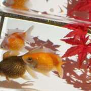 ヒメ日記 2025/10/10 20:02 投稿 うみ 新宿泡洗体デラックスエステ