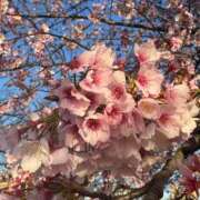 ヒメ日記 2026/04/01 05:57 投稿 うみ 新宿泡洗体デラックスエステ