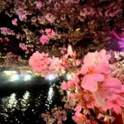 ヒメ日記 2025/04/04 10:37 投稿 さら ハピネス東京