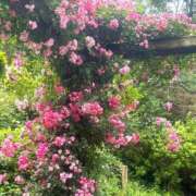 ヒメ日記 2025/06/04 09:17 投稿 さら ハピネス東京