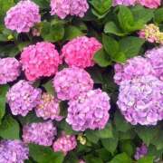 ヒメ日記 2025/06/11 06:37 投稿 さら ハピネス東京