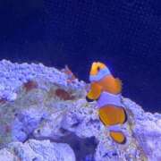 ヒメ日記 2025/07/03 07:10 投稿 さら ハピネス東京