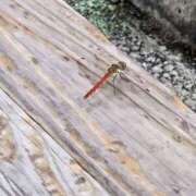 ヒメ日記 2025/08/13 20:30 投稿 みらい 大和人妻城