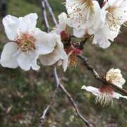 ヒメ日記 2025/03/17 09:47 投稿 伊吹 名古屋Ｍ性感 ルーフ倶楽部