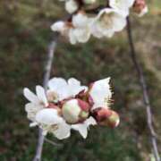 ヒメ日記 2025/03/17 09:50 投稿 伊吹 名古屋Ｍ性感 ルーフ倶楽部